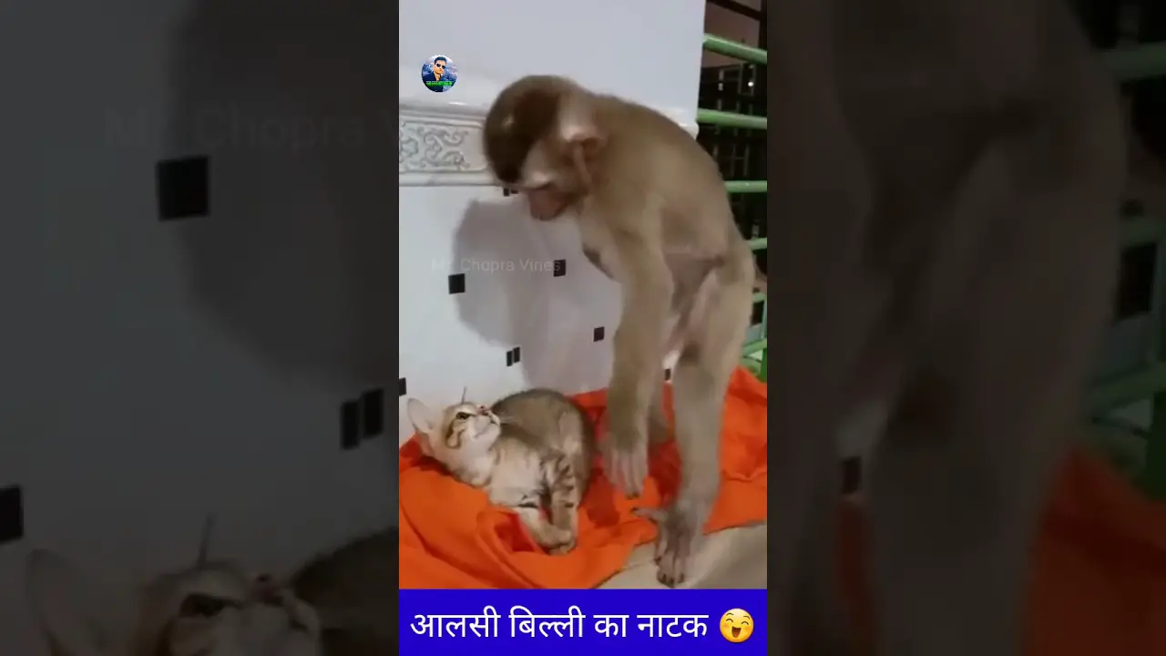 आलसी बिल्ली का नटखट 😇 | cat and monkey comedy | #shorts | #funnyvideo | #viral